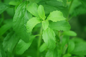 Demystifying the truth about Stevia